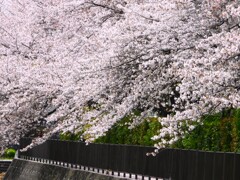 三沢川の桜並木