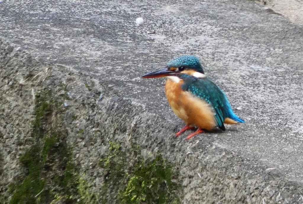 ご町内のカワセミ