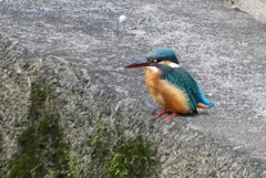 ご町内のカワセミ