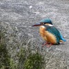 ご町内のカワセミ