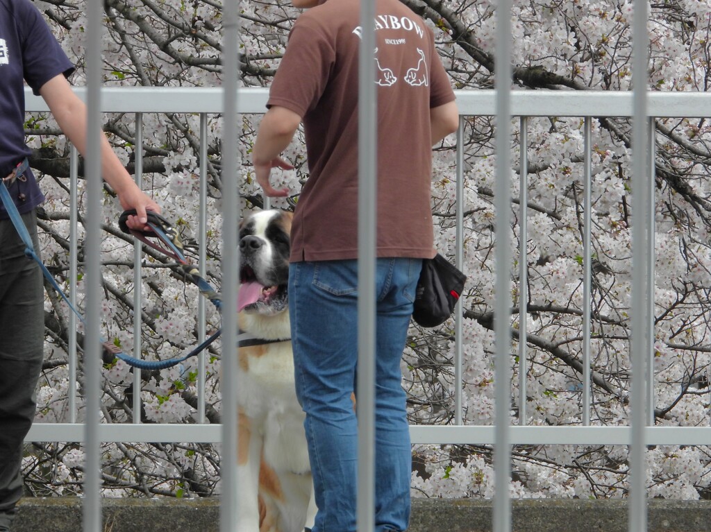 桜とセント・バーナード犬