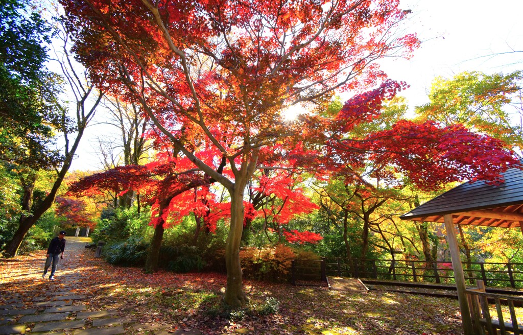 ニコン D5500+10-20㎜ F4.5/5.6G VR