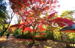 ニコン D5500+10-20㎜ F4.5/5.6G VR
