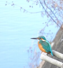 すき家の牛すき鍋定食