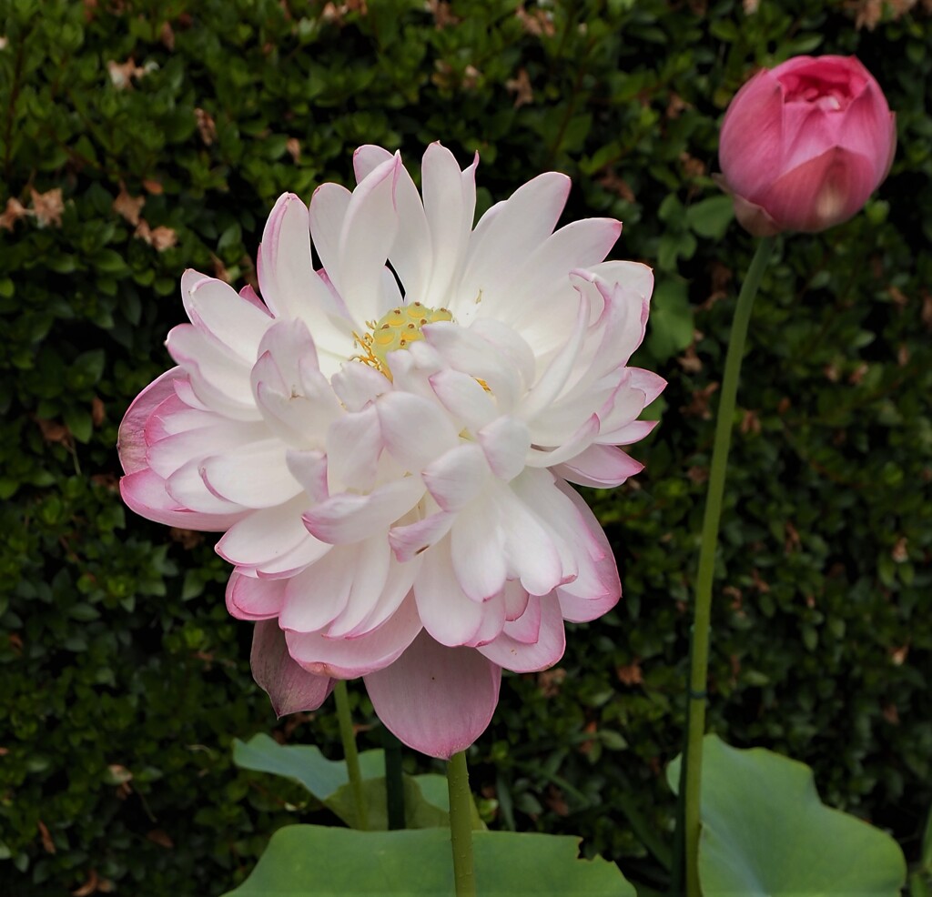 蓮の花