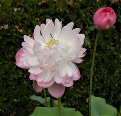蓮の花