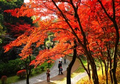 日本民家園沿いの紅葉Ⅰ