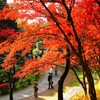 日本民家園沿いの紅葉Ⅰ