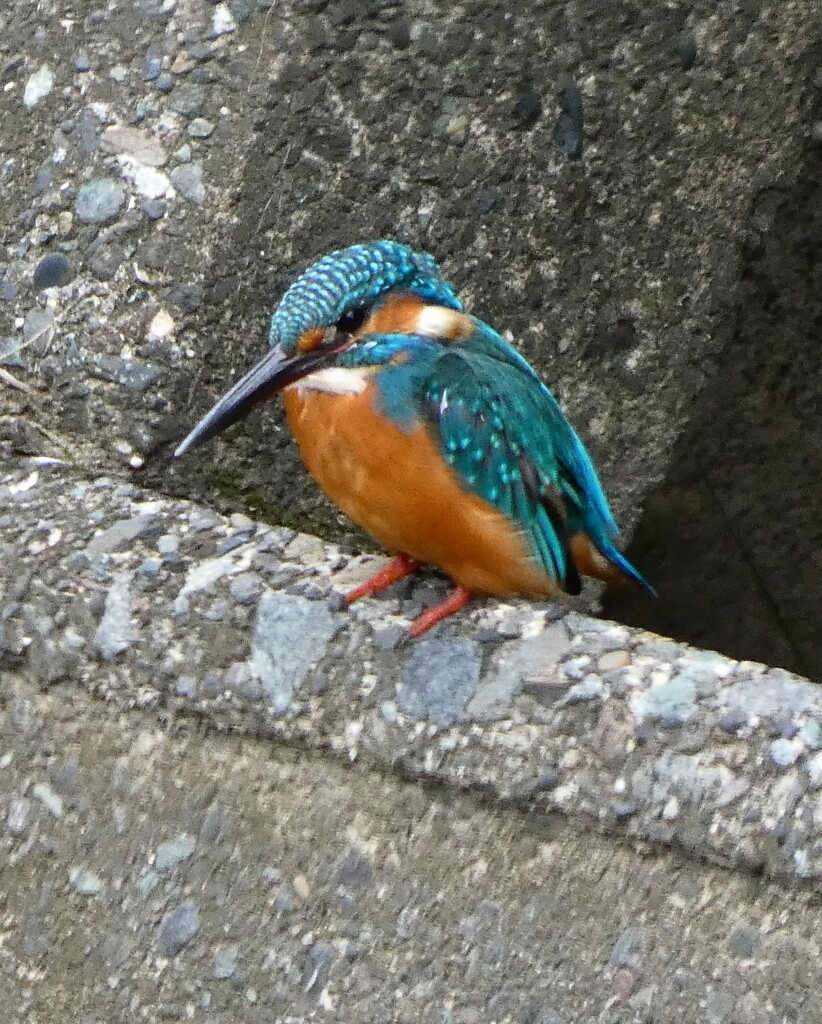 カワセミ