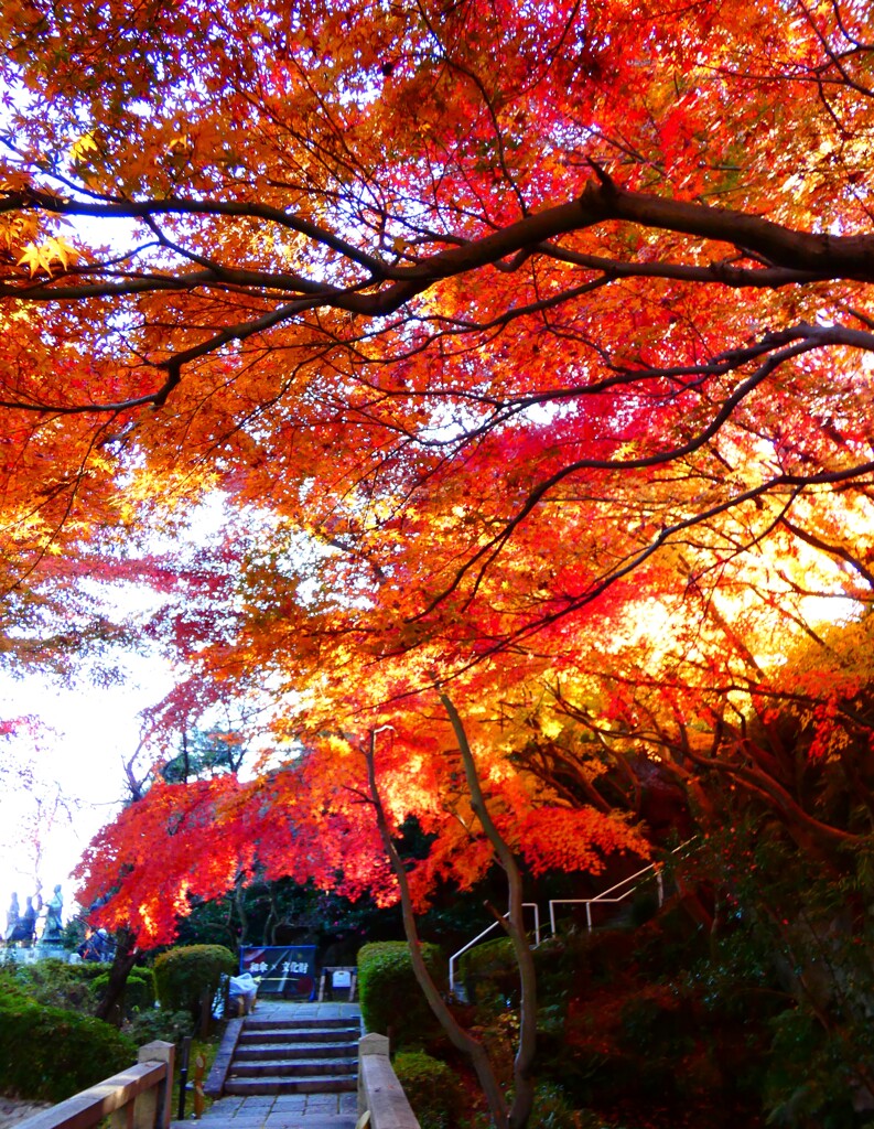 池にかかる紅葉