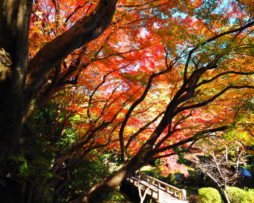 紅葉Ⅲ