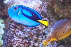 熱帯魚