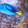熱帯魚
