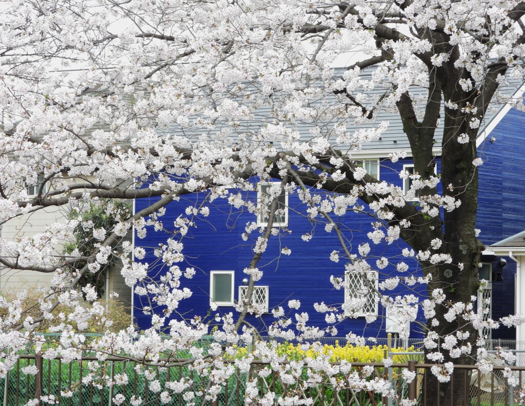 桜越しの北欧風家屋