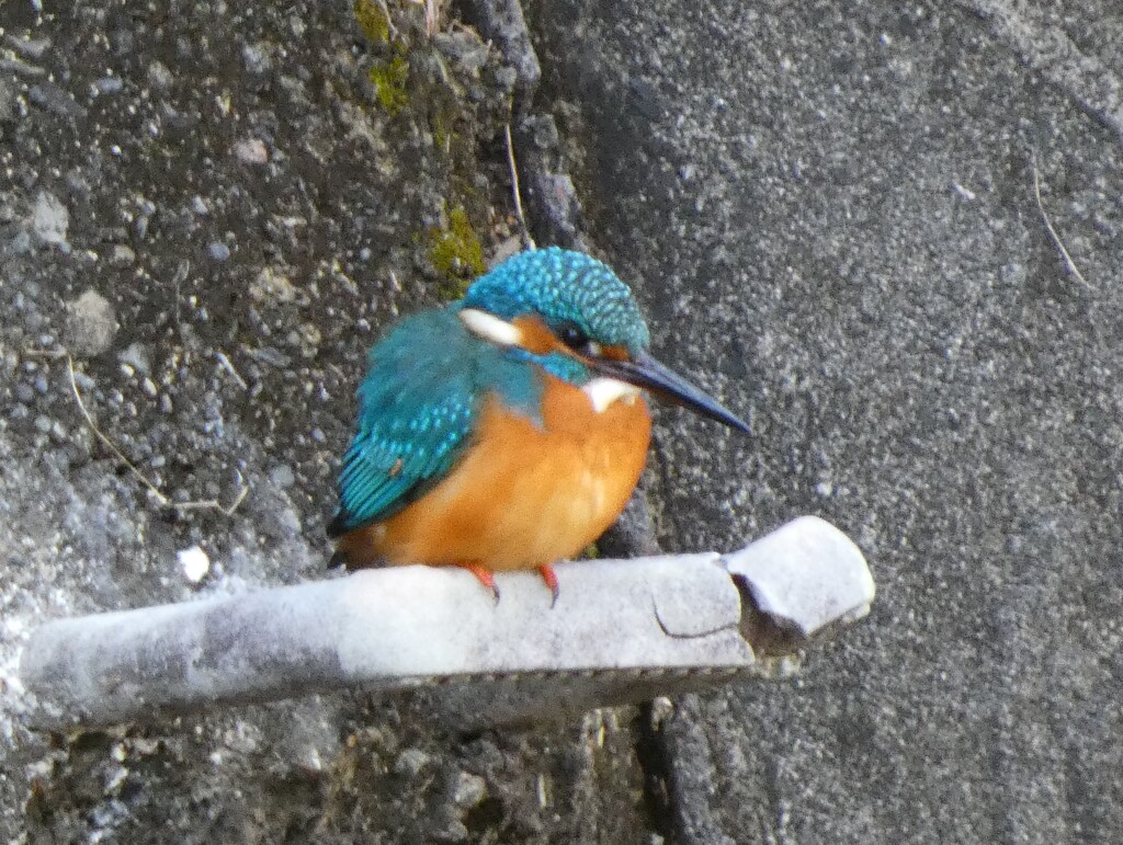 カワセミ
