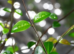 水滴と玉ボケ