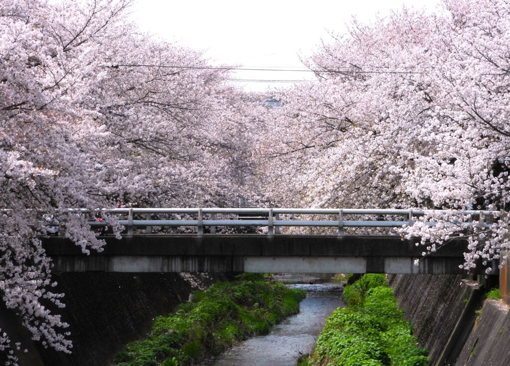 見た目は八分咲