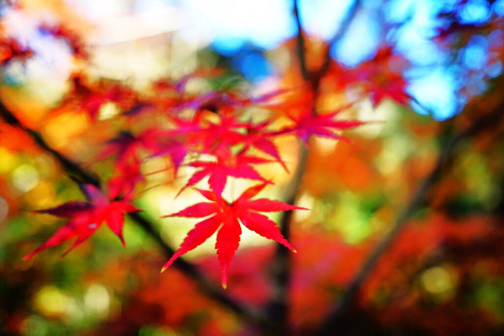 紅葉Ⅲ