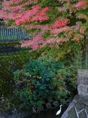 紅葉とサギ