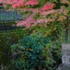 紅葉とサギ
