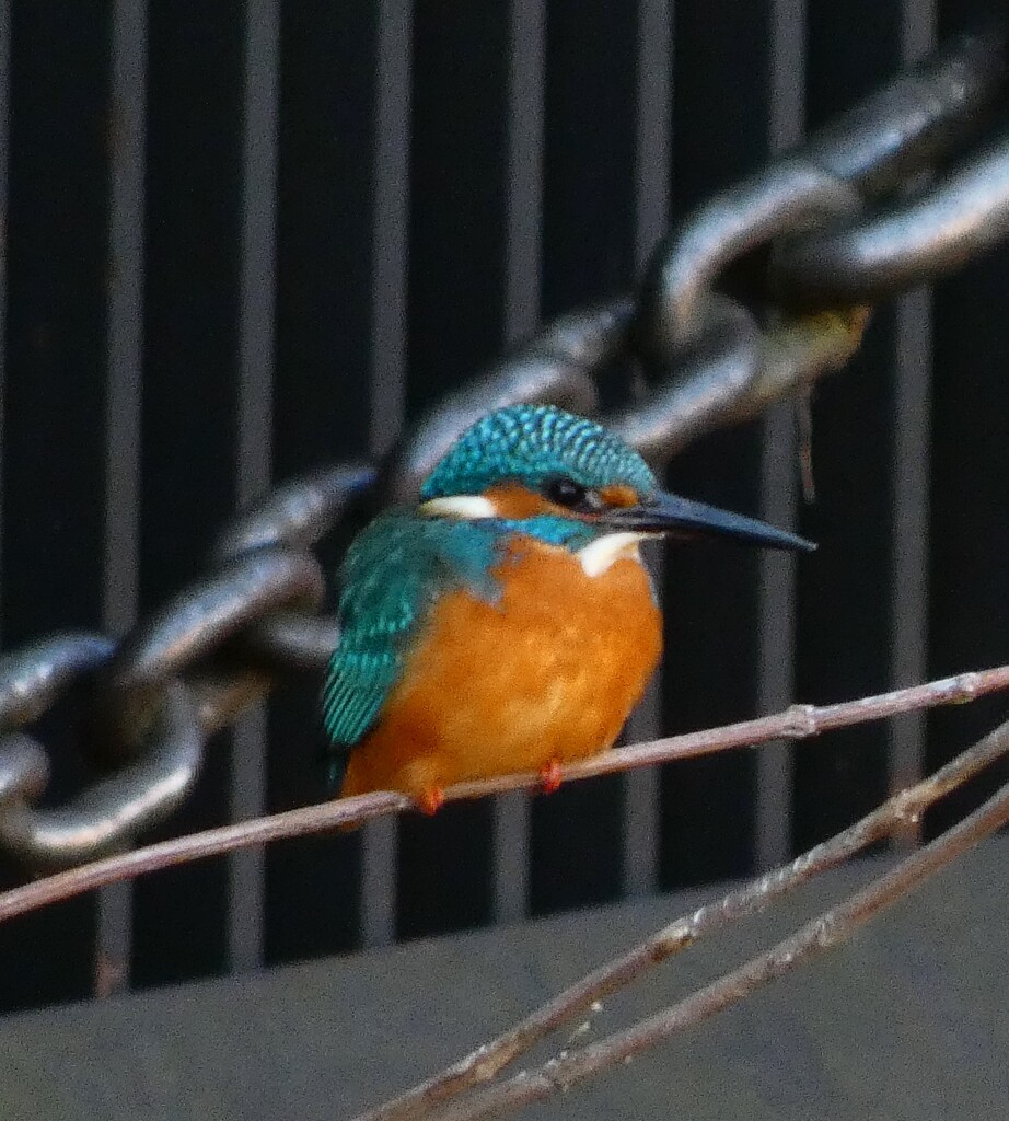 カワセミ