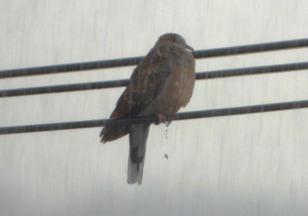 豪雨のキジバト