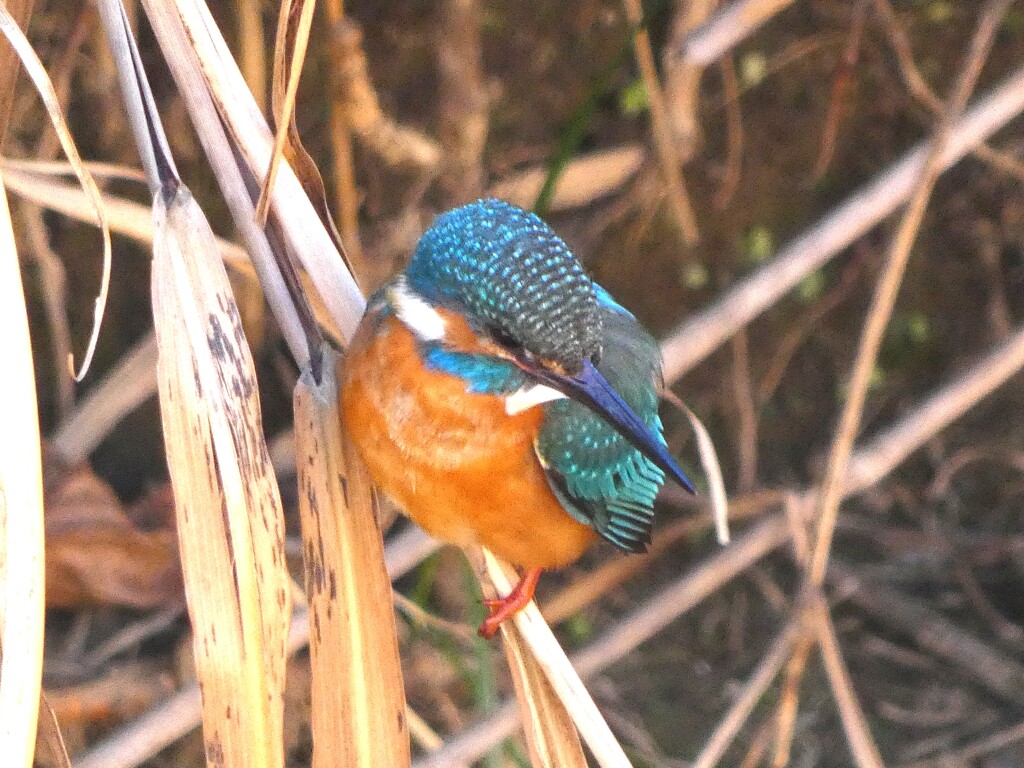 カワセミ