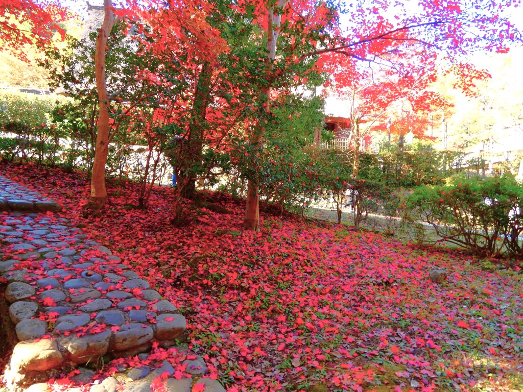 紅葉の絨毯