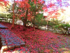 紅葉の絨毯