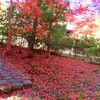 紅葉の絨毯