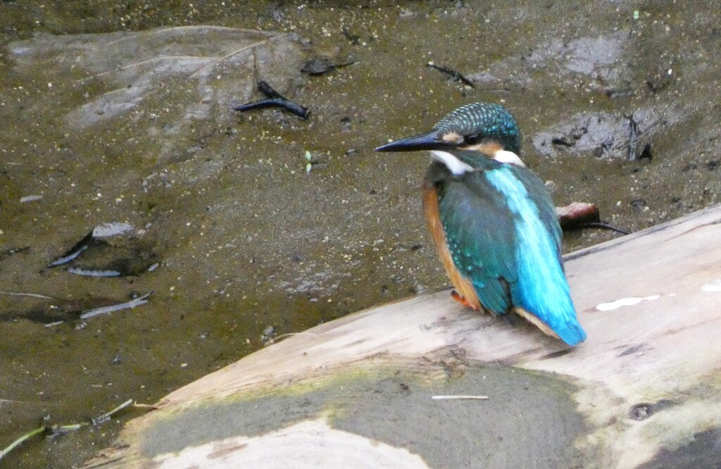 10日ぶりのカワセミ