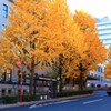 霞が関のイチョウ並木