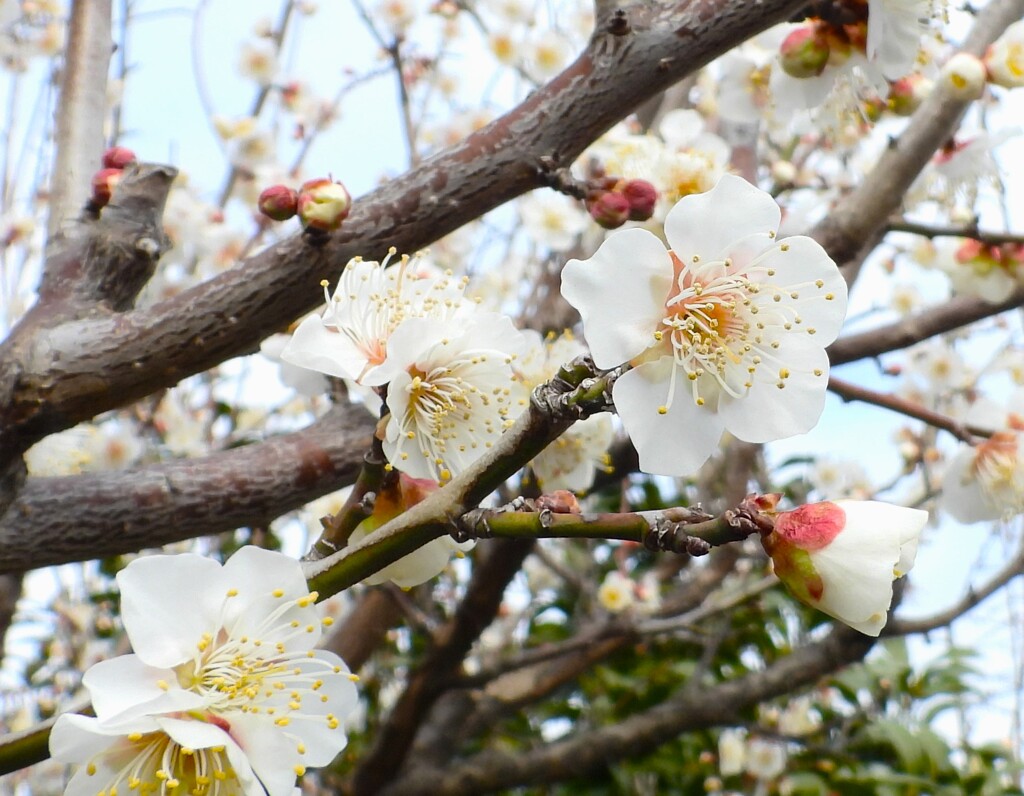 梅
