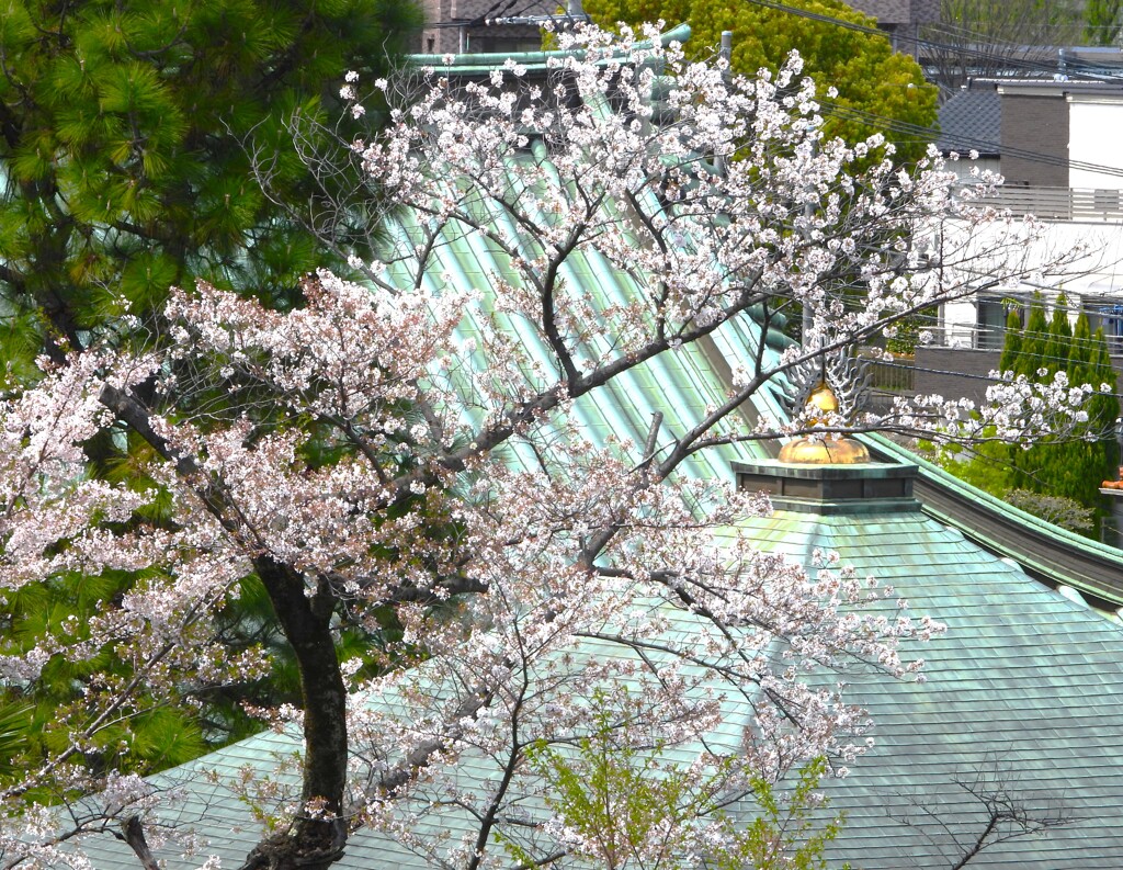 常楽寺の桜