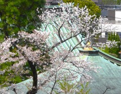 常楽寺の桜