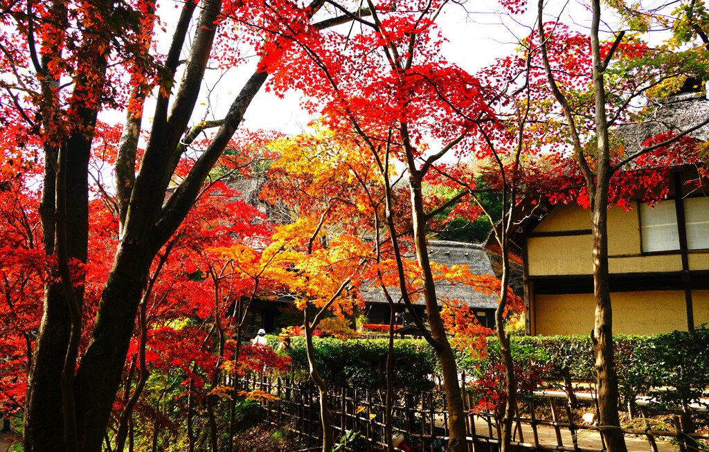 日本民家園沿いの紅葉Ⅱ