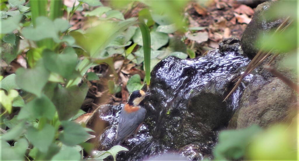 水浴びするヤマガラ