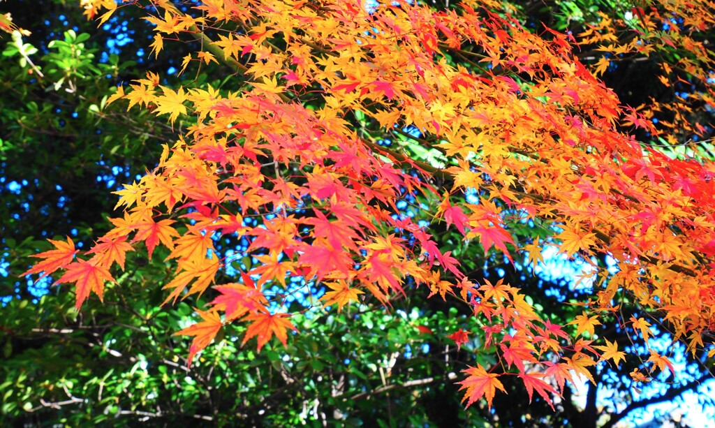 最期の紅葉Ⅰ
