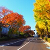 色違い