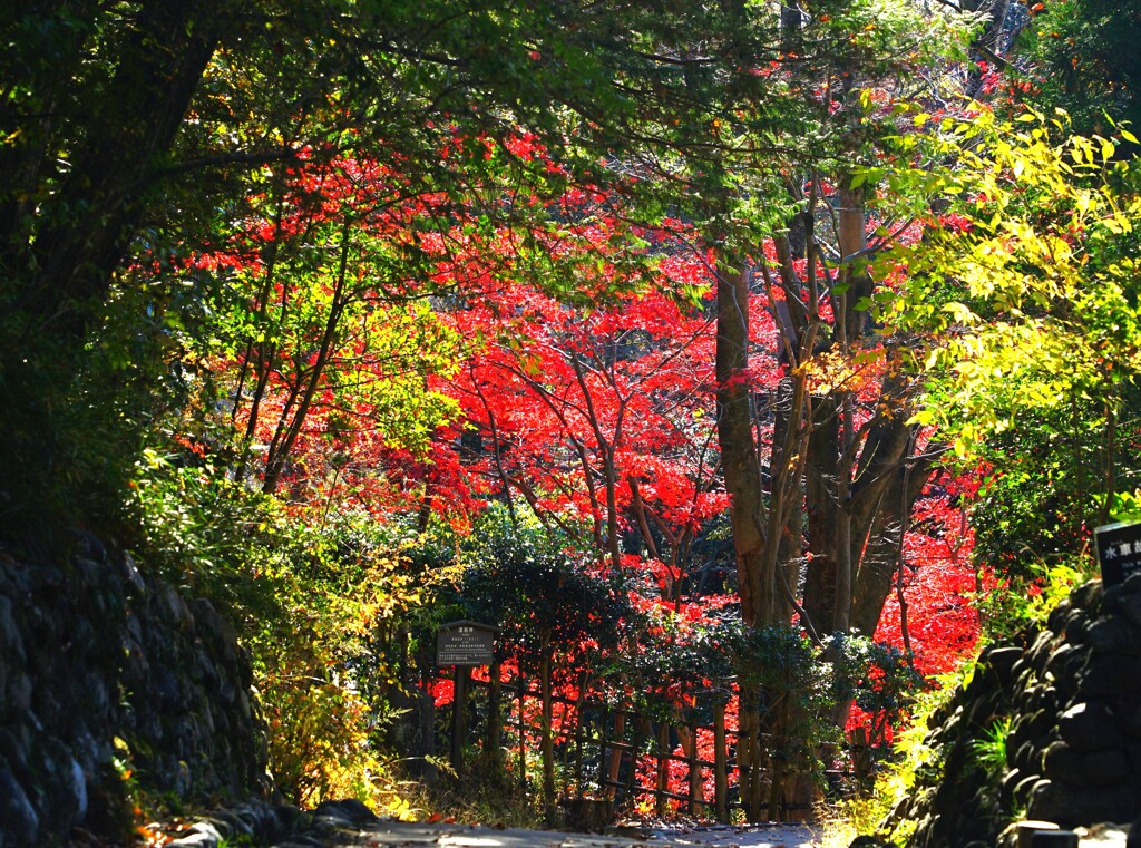 紅葉への道