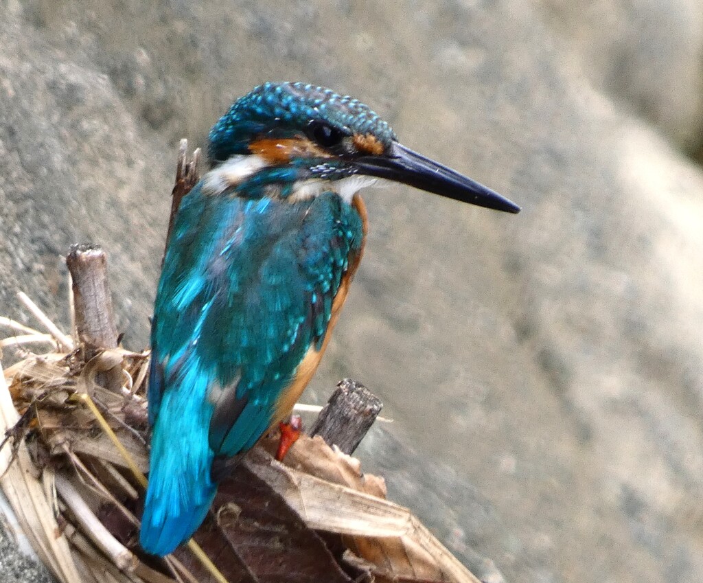 上流からのカワセミ