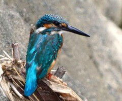 上流からのカワセミ