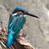 上流からのカワセミ