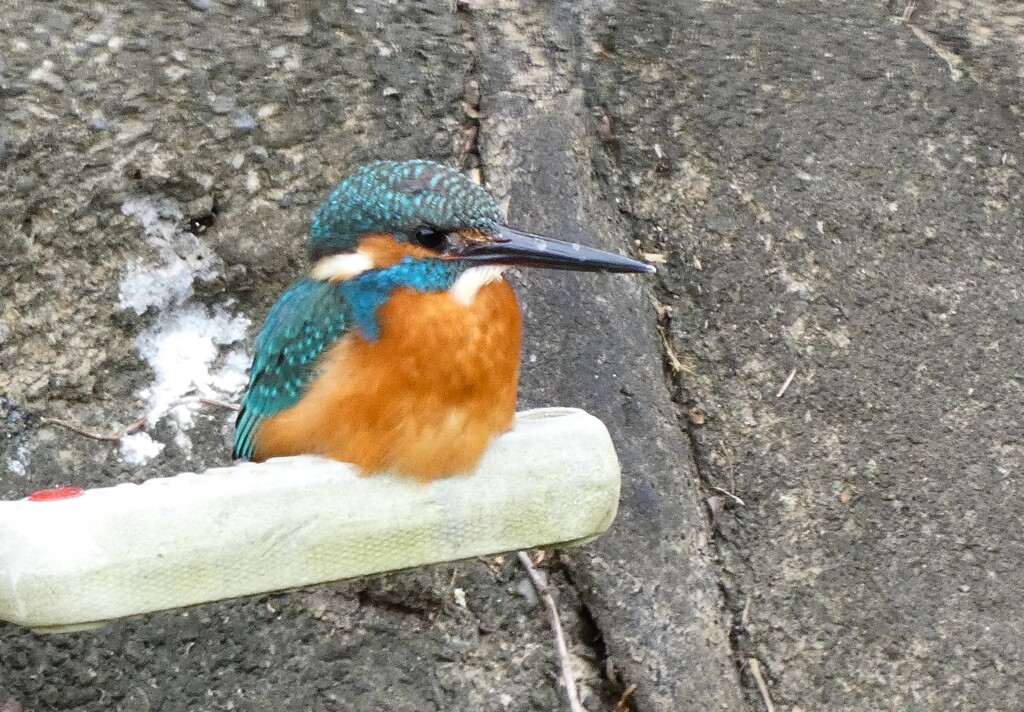 香箱カワセミ