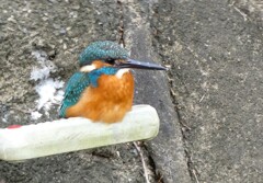 香箱カワセミ