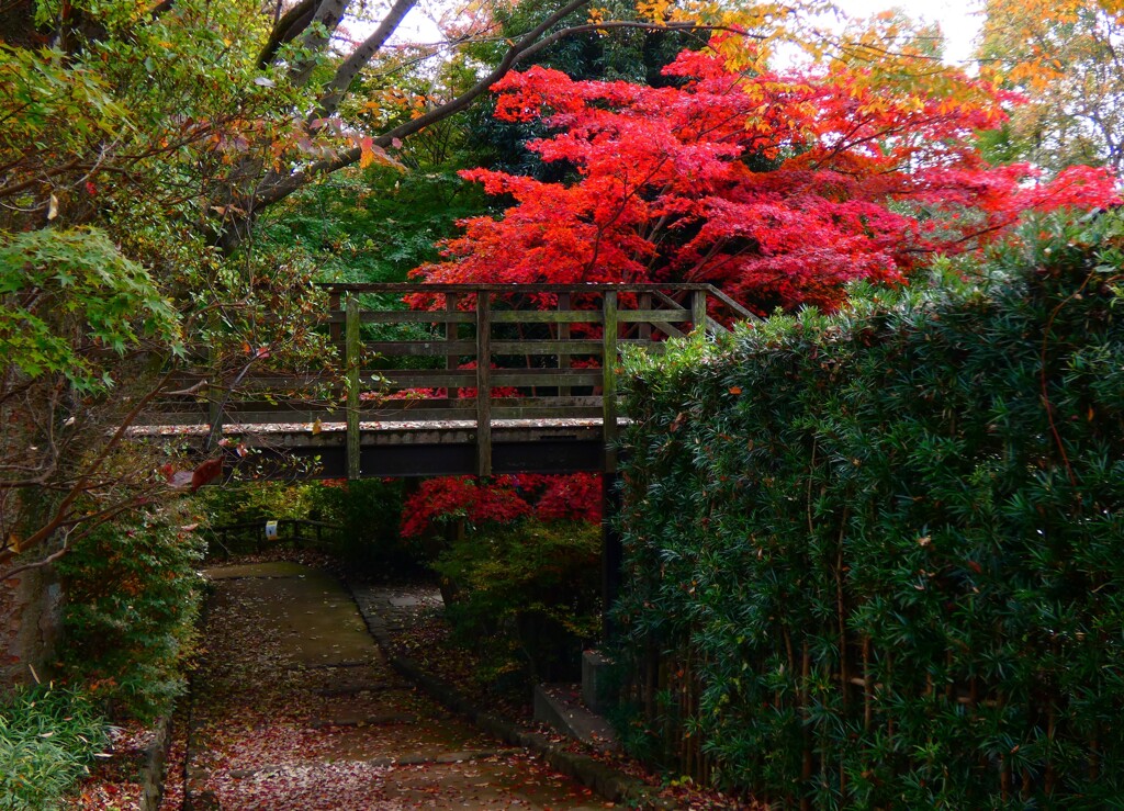 川崎市伝統工芸館の紅葉