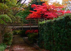 川崎市伝統工芸館の紅葉