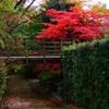 川崎市伝統工芸館の紅葉