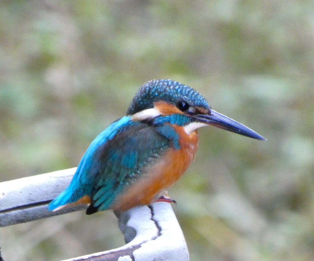 カワセミ