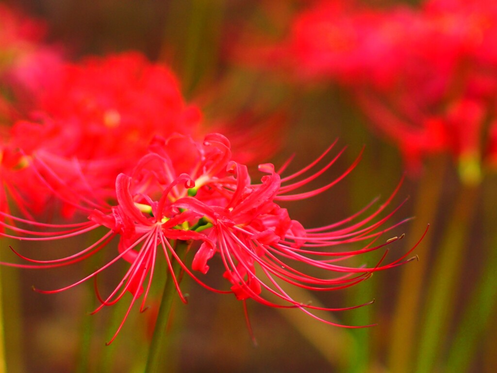 彼岸花
